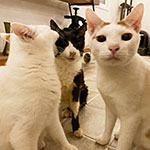 大切なペットの引き取りとケア