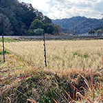 田んぼや畑に散骨する