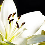 生活保護受給者葬儀は遺族負担なし