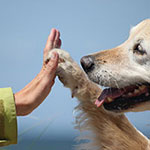 ペットとのつながりは切れない