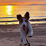 ペットは死後どうしている？